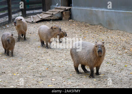 Les Capybaras dans la volière close-up. Dans l'enceinte avec un revêtement de sable parsemé de feuilles d'automne, les adultes et les petits Capybaras à pied. Protection de l'environnement et Banque D'Images