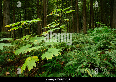 La photo en gros de Devil's club (Oplopanax horridus) feuilles dans la couleur de l'automne dans la forêt sombre en Colombie-Britannique, Canada Banque D'Images