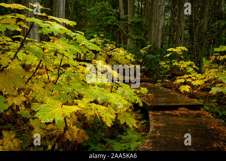 La photo en gros de Devil's club (Oplopanax horridus) feuilles dans la couleur de l'automne à Cedars Boardwalk géant dans la chaîne Columbia, à Mount Revelstoke Banque D'Images