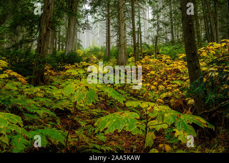 La photo en gros de Devil's club (Oplopanax horridus) feuilles dans la couleur de l'automne à Cedars Boardwalk géant dans la chaîne Columbia, à Mount Revelstoke Banque D'Images