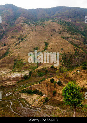 De vastes champs en terrasses dans le village reculé de Dalkanya Nandhour sur la vallée, les collines du Kumaon, Uttarakhand, Inde Banque D'Images