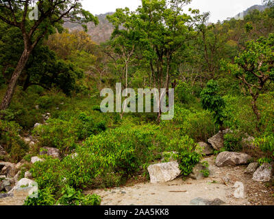 Jungle dense à Nandhour Kumaon Hills, vallée, Uttarakhand, Inde Banque D'Images