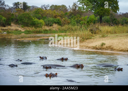 Hippopotames sauvages dans le parc national Kruger à Mpumalanga en Afrique du Sud Banque D'Images