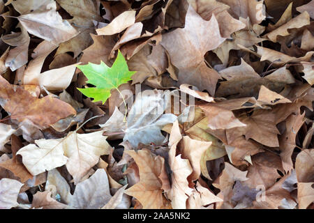 Tas de feuilles d'automne brun séché avec une feuille verte au milieu Banque D'Images