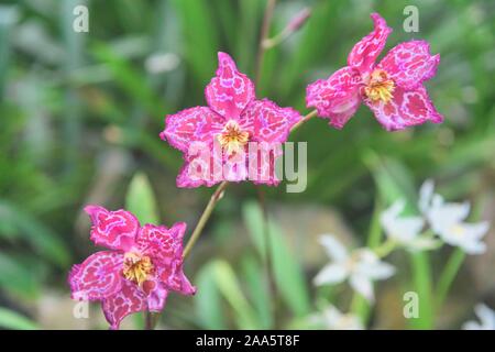 Odontioda orchidées dans le Jardin botanique de Quito, Quito, Équateur Banque D'Images