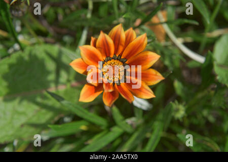 Belle fleur Gazania rigens (trésor) Jardin botanique de Quito, Quito, Équateur Banque D'Images