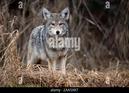 Le Coyote à l'état sauvage Banque D'Images