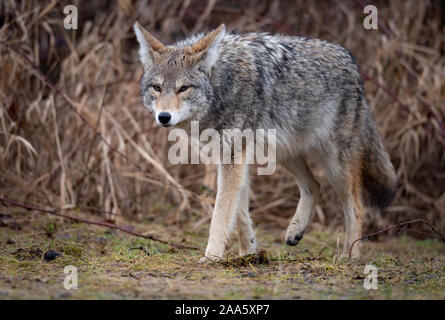 Le Coyote à l'état sauvage Banque D'Images