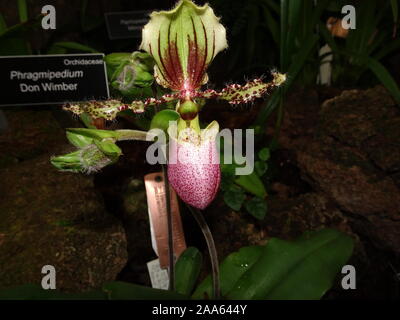 Don exotiques Wilber Paphiopedilum Lady Slipper orchid Banque D'Images