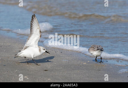 Le bécasseau sanderling (Calidris alba) se battent sur la plage d'East End, Galveston, États-Unis d'Amérique Banque D'Images