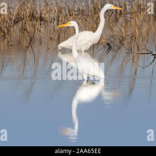 Deux grands Egrets (Ardea alba) pêchant dans la baie de Galveston Banque D'Images