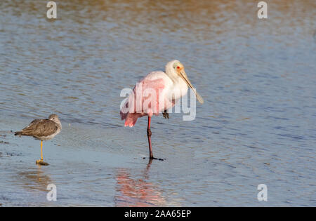 Roseate Spoonbill et Grand Chevalier se reposent ensemble, Galveston, États-Unis d'Amérique Banque D'Images