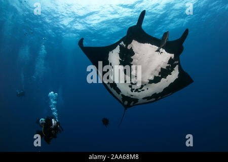 Oceanic noir raie manta géante (Mobula birostris) et de plongée sous marine à San Benedicto Island, Revillagigedo, Mexique Banque D'Images