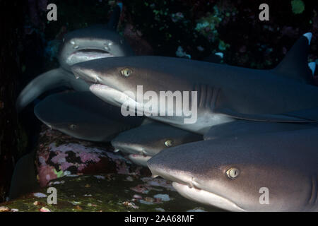 Groupe des requins à pointe blanche (Triaenodon obesus) reposer sur une couche de Roca Partida de Revillagigedo, Mexique Banque D'Images