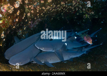 Groupe des requins à pointe blanche (Triaenodon obesus) reposer sur une couche de Roca Partida de Revillagigedo, Mexique Banque D'Images