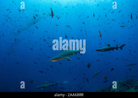 Groupe des requins à pointe blanche (Triaenodon obesus) et une école de carangues sur l'arrière-plan dans le site de plongée d'El Chaudière, San Benedicto est Banque D'Images