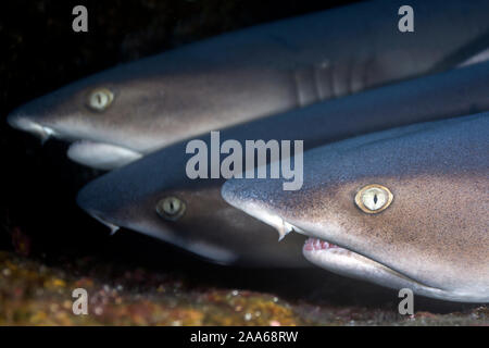 Trois requins à pointe blanche (Triaenodon obesus) reposant sur une plate-forme de roche dans la région de Roca Partida, Revillagigedo, Mexique Banque D'Images