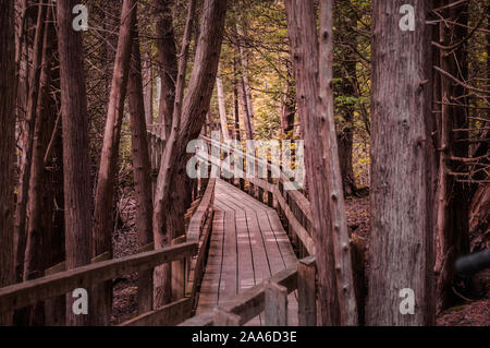 Chemin de ronde en bois forêt sinueuse à travers les zones humides, l'Ontario, Canada, Crawford Lake automne, automne Banque D'Images