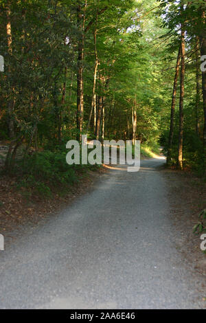 Une sombre et pittoresque chemin forestier serpente à travers les arbres d'ombre puis en plein soleil un jour d'été Banque D'Images