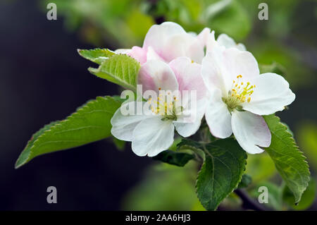 Un cluster de white Apple Blossoms (Malus domestica) avec une rose entourée de feuilles vertes. Banque D'Images