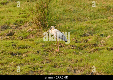 Cigogne en bec ouvert Une zone humide Prairie dans le parc national de Chitwan au Népal Banque D'Images