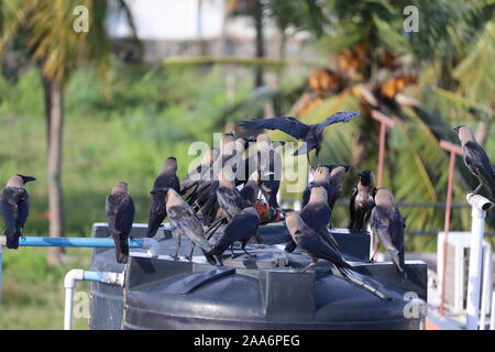 Groupe de corbeaux noirs dans la nature ,Groupe de corbeaux noirs dans la nature . Banque D'Images