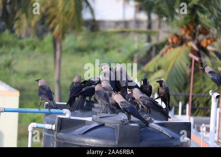 Groupe de corbeaux noirs dans la nature Banque D'Images