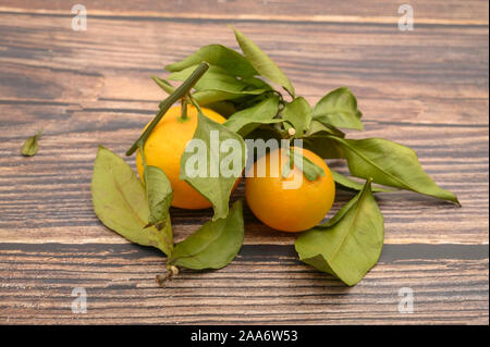 Un peu de mandarine jaune sur des rameaux avec des feuilles vertes sur un fond de bois. Chasse d'automne. L'agriculture moderne. Pour une petite douceur Banque D'Images