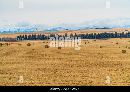 Les balles de foin sur un champ agricole avec les rocheuses en arrière-plan Banque D'Images