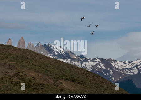 Laguna Azul, parc national Torres del Paine, en Patagonie, au Chili. Banque D'Images