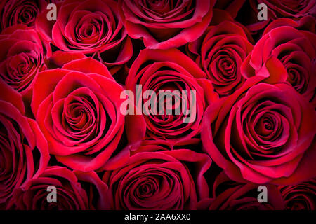 Bouquet de roses rouges fraîches, fleur.. Les roses sont les fleurs pour le mois de juin. Banque D'Images