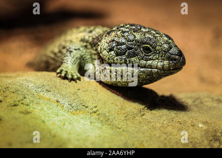 Vue rapprochée de l'Australian green gecko lézard reptile dragon avec la peau rugueuse Banque D'Images