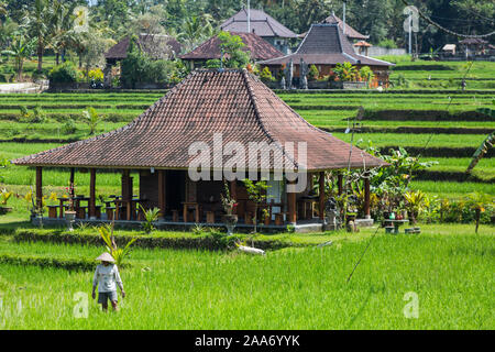 Un agriculteur travaillant dans son champ de riz. Ubud, Bali, Indonésie Banque D'Images