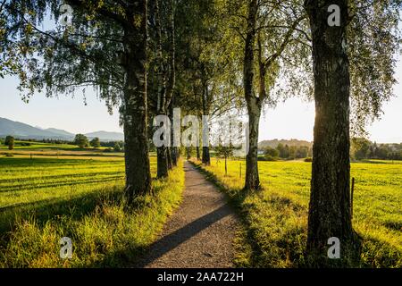 Path et Birch Tree Alley, coucher du soleil, près de Uffing, Haute-Bavière, Bavière, Allemagne Banque D'Images