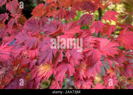 Eisenhutblaettriger Ahorn (Acer japonicum 'Aconitifolium') Banque D'Images