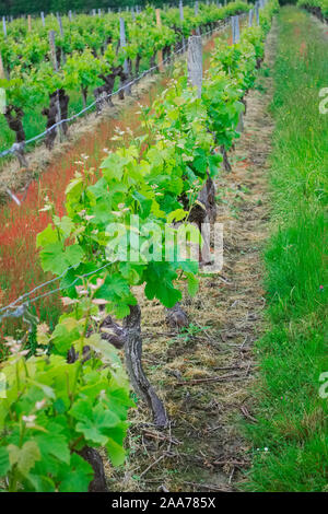 Vignoble de Bordeaux, entre deux mers, en mai, à l'aide de technique de taille Guyot double Banque D'Images
