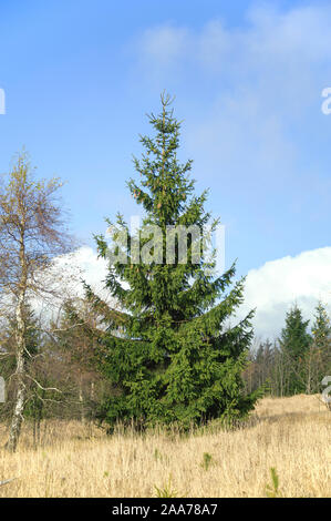 Georgenfelder Rot-Fichte, Hochmoor (Picea abies) Banque D'Images