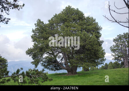 Haken-Kiefer (Pinus mugo subsp. uncinata) Banque D'Images