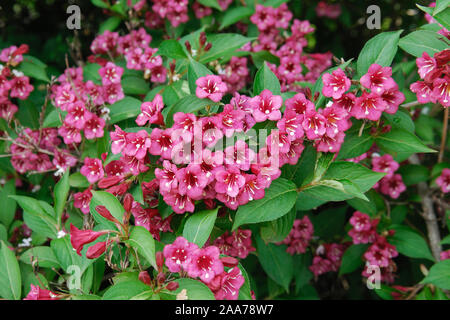 Weigela 'Bristol Ruby' Banque D'Images