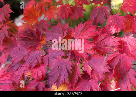 Eisenhutblaettriger Ahorn (Acer japonicum 'Aconitifolium') Banque D'Images