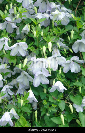 Waldrebe (Clematis 'Caerulea Luxurians') Banque D'Images