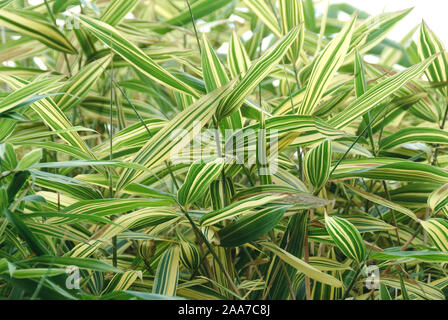 Japan-Scheinzwergbambus (Pseudosasa japonica 'Akebonosuji') Banque D'Images