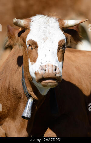 Portrait de Red pied Montbéliarde vache laitière ou bétail avec Cloche de vache ou Cowbell Banque D'Images