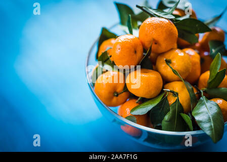 Mandarines fraîches cueillies dans un bol sur un fond bleu Banque D'Images