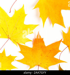 Composition d'automne, des feuilles d'érable, vue de dessus du châssis mise à plat Banque D'Images