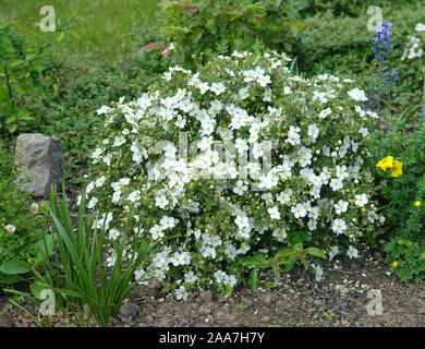 Fingerstrauch (Potentilla fruticosa 'Physocarpus opulifolius Dart's Gold') Banque D'Images