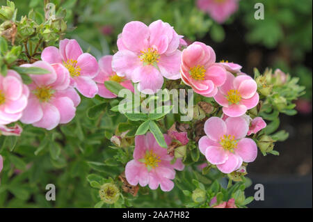 Fingerstrauch (Potentilla fruticosa Pink Paradise) Banque D'Images