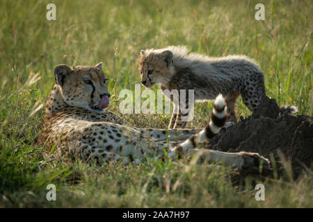 Guépard femelle se trouve à côté de cub in grass Banque D'Images