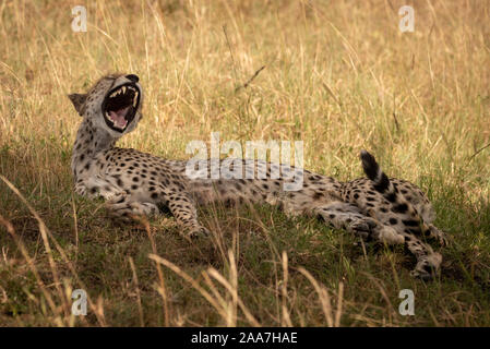 Guépard femelle béant se trouve dans l'herbe haute Banque D'Images