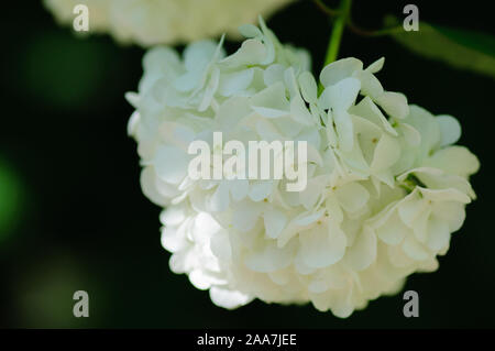 Belle floraison hydrangea blanc en saison des pluies. Banque D'Images